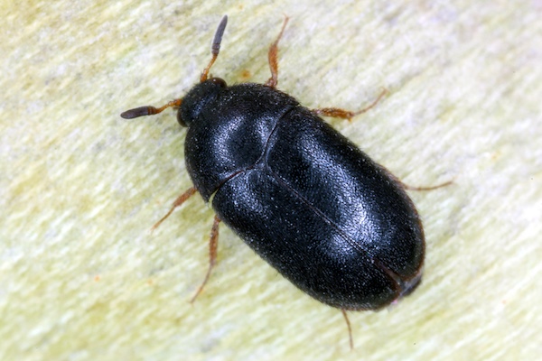 black carpet beetle