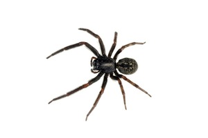 Black house spider