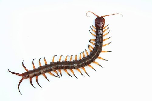 centipede