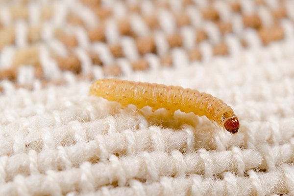 clothes moth larva