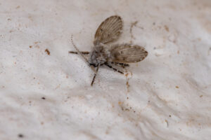 Drain fly