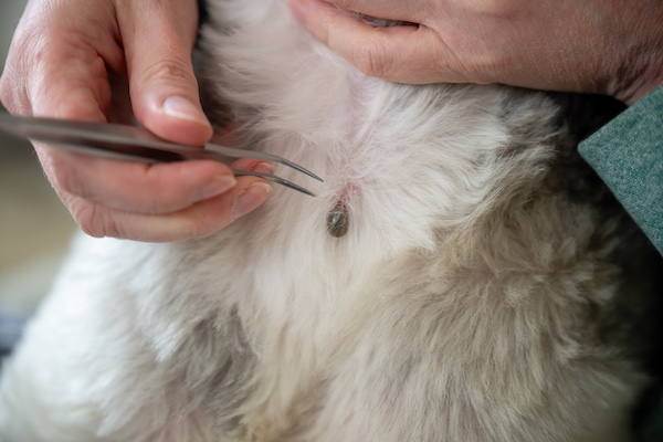 Tick removal from dog