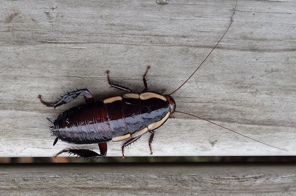 Shining cockroach or Gisbourne cockroach